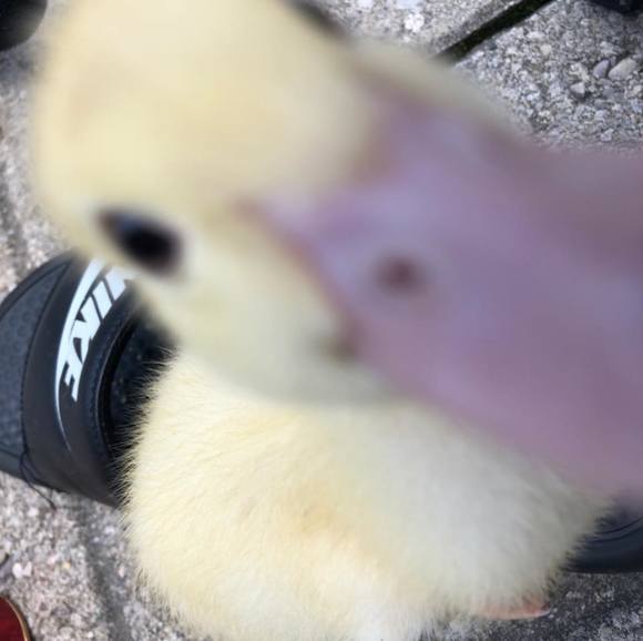 Meet your Posher, Anson - Picture 1 of 1